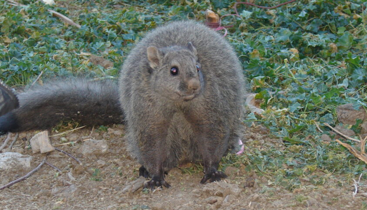 species of flying squirrels,flying squirrels found in india,india