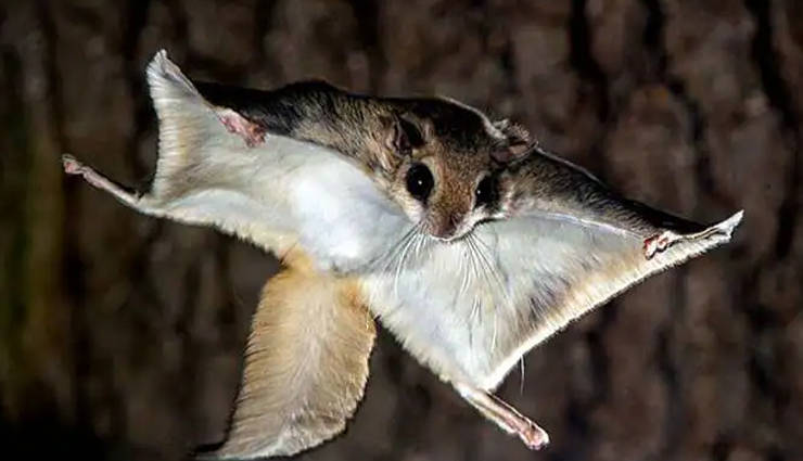 species of flying squirrels,flying squirrels found in india,india