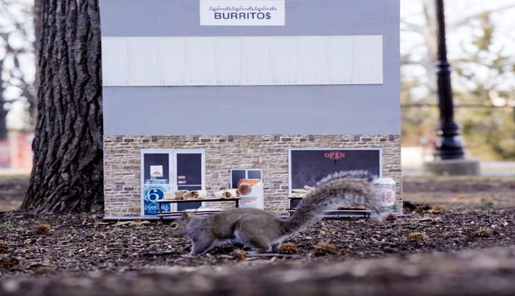 यहां इंसानों के लिए नहीं बल्कि गिलहरियों के लिए बना रेस्टोरेंट, मिलता हैं खाना