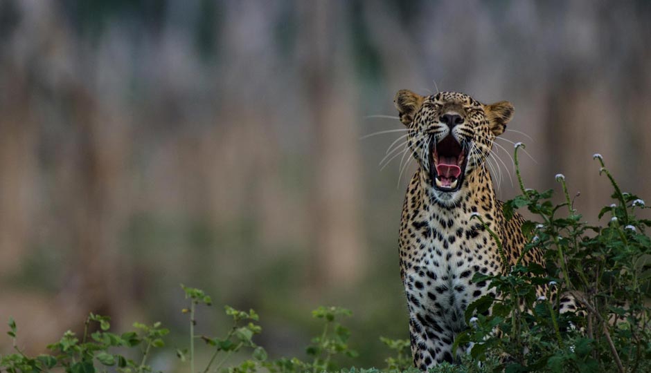 10 Wildlife Destinations in Sri Lanka