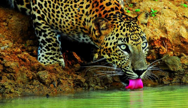 sri lanka,places to visit in sri lanka,tourist places in sri lanka,trincomalee,wilpattu national park,dambulla cave temple,pidurangala rock,the nine arch bridge ella