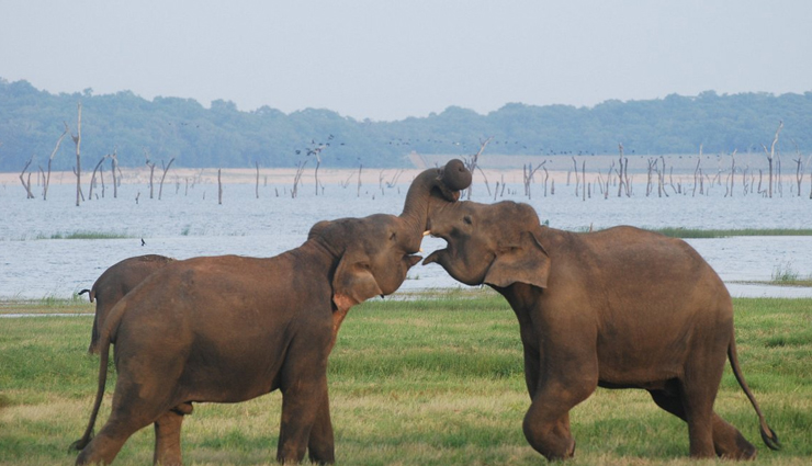 sri lanka,things to do in sri lanka places to visit in sri lanka