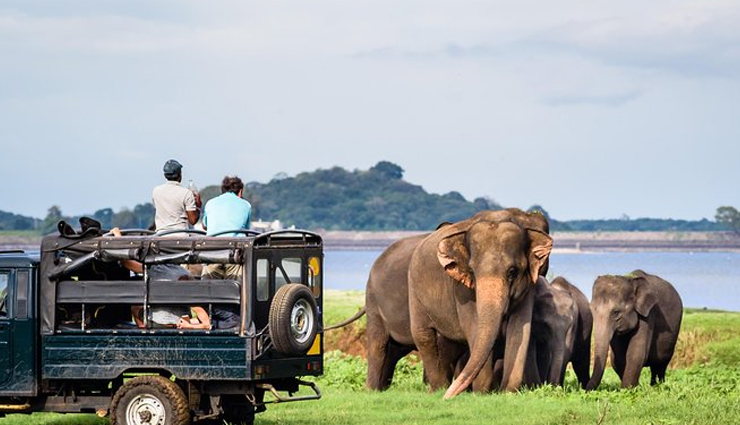 sri lanka,places to visit in sri lanka,things to do in sri lanka,city tour on a bus,exotic flavors of tea,the lion rock,elephant safaris,sea food