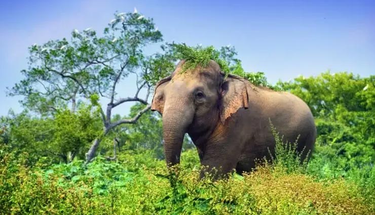 sri lanka,places to visit in sri lanka,tourist attraction in sri lanka