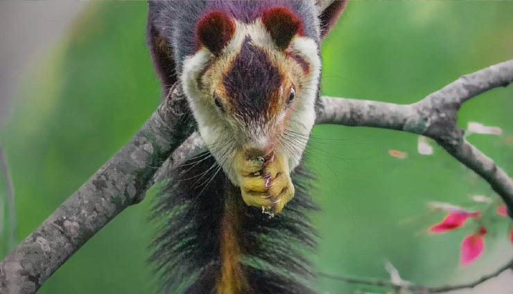 tamil nadu national parks,wildlife sanctuaries in tamil nadu,mudumalai wildlife sanctuary,indira gandhi wildlife sanctuary,top bird sanctuaries in tamil nadu,tamil nadu biodiversity,endangered species in tamil nadu,tamil nadu forest reserves,tamil nadu ecotourism,best wildlife photography spots in tamil nadu,tamil nadu wildlife conservation,tamil nadu wildlife safari,flora and fauna of tamil nadu,trekking in tamil nadu national parks,wildlife sanctuaries near chennai