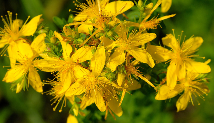 benefits of st. johns wort,st. johns wort flower,st.johns wort oil,healthy living,Health tips,st.johns wort health benefits