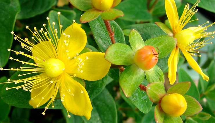6 Benefits of Using St. John Wort on Your Health
