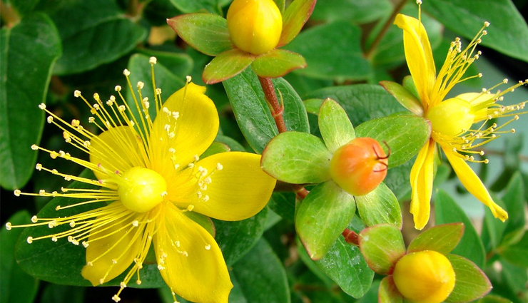 nicotine addiction,home remedies to get rid of nicotine addiction,nicotine,tips to get rid of nicotine,Health,Health tips