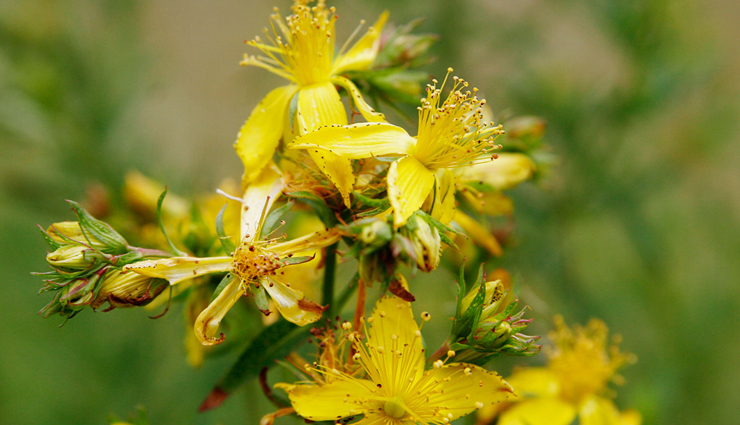 uric acid in blood,treat high uric acid in blood,home remedies to treat uric acid in blood,blood treatment,Health,Health tips