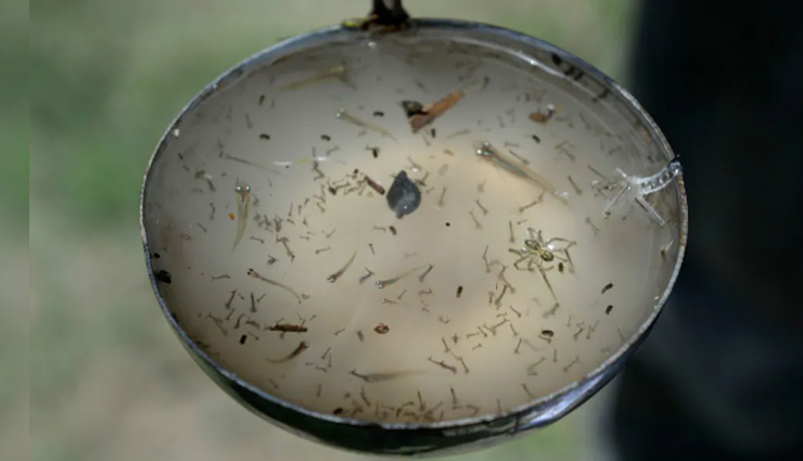 home remedies for mosquitoes,get rid of mosquitoes naturally,diy mosquito control,natural mosquito repellents for the home,mosquito infestation remedies,mosquito-free house tips,homemade mosquito solutions,effective mosquito remedies for the home,natural ways to eliminate mosquitoes at home,diy mosquito repellent techniques,mosquito control for a comfortable home,natural mosquito treatments for the house