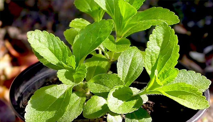 diabetes,control diabetes,tips to control diabetes,blood sugar,home remedies to cure diabetes,heath news,healthy living,Health tips