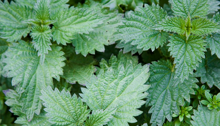 nail growth,home remedies nail growth,amazing home remedies for nail growth,nail growth tips,nail growth at home,nail growth quick tips,nail growth beauty tips,nail growth beauty,nail,nail care tips