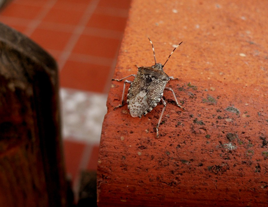 These Simple Tips Will Help You Get Rid of Bugs