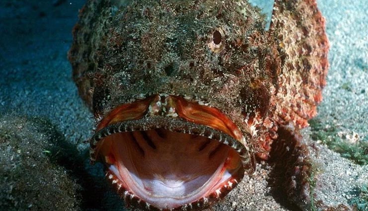 पूरे शहर को तबाह कर सकता हैं इस जहरीली मछली का एक बूंद जहर