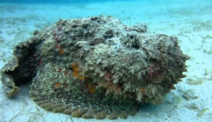 weird news,weird fish,world most venomous fish,stone fish