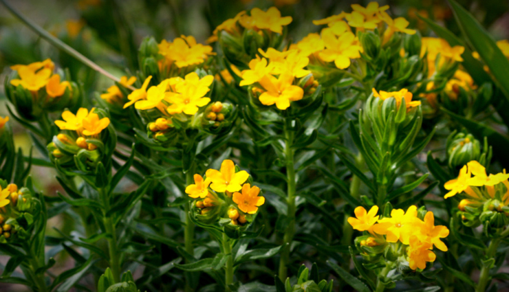 birth control,natural methods for birth control,birth control tips,parenting tips,Health,Health tips