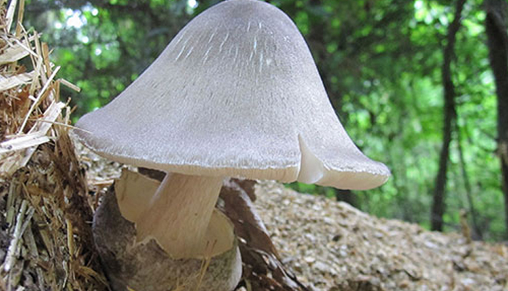 vitamin c foods,foods rich in vitamin c,vitamin c sources,top vitamin c-rich foods,high vitamin c fruits,best vegetables for vitamin c,citrus fruits with vitamin c,vitamin c-rich diet,immune-boosting foods,antioxidant-rich foods,skin health foods,collagen-boosting diet,natural vitamin c sources,healthy fruits for vitamin c,vitamin c benefits,vitamin c in food,foods to boost immunity,vitamin c content in foods,vitamin c-rich recipes,creative ways to use vitamin c foods,nutrient-packed fruits and vegetables,eat for better health,fresh produce with vitamin c,vitamin c and wellness,dietary sources of vitamin c,best vitamin c-rich snacks,nutritional benefits of vitamin c,immunity-boosting diet plan,healthy eating for radiant skin,foods for strong bones,blood vessel health foods,delicious vitamin c-rich meals,balanced nutrition for vitality,tasty vitamin c-rich options,supercharge your health with vitamin c,vitamin c-packed food guide,incorporating vitamin c into your diet,nutrient-dense foods for wellness,nourishing your body with vitamin c