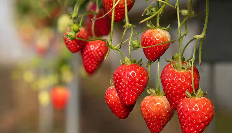 strawberry colada smoothie,strawberry colada smoothie recipe,smoothe recipe,strawberry recipe,strawberry benefits,summer recipe