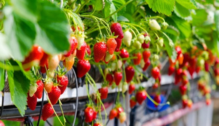 gulmarg gondola ride,apharwat peak gulmarg,alpathar lake gulmarg,maharani temple gulmarg,st. mary’s church gulmarg,gulmarg golf course,baba reshi shrine gulmarg,children’s park gulmarg,strawberry valley gulmarg,ningle nallah gulmarg,drung waterfall gulmarg,ferozepur nallah gulmarg,tangmarg gulmarg,seven springs gulmarg,gulmarg biosphere reserve