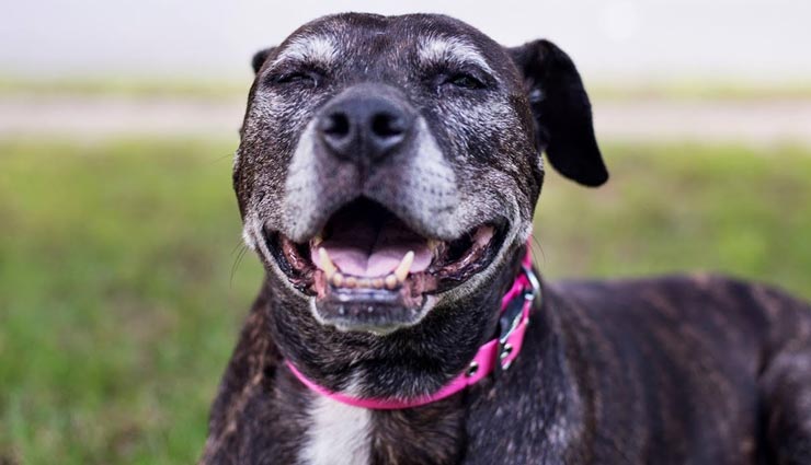 अस्पताल के सामने एक कुत्ते के लिए धरने पर बैठे युवक, पूरा मामला हैरान करने वाला