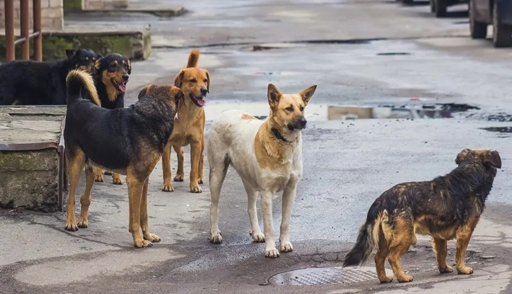 जयपुर : आवारा कुत्तों के आतंक का शिकार हो रहे हैं बच्चे, 2 दिन में 12 से अधिक हुए जख्मी
