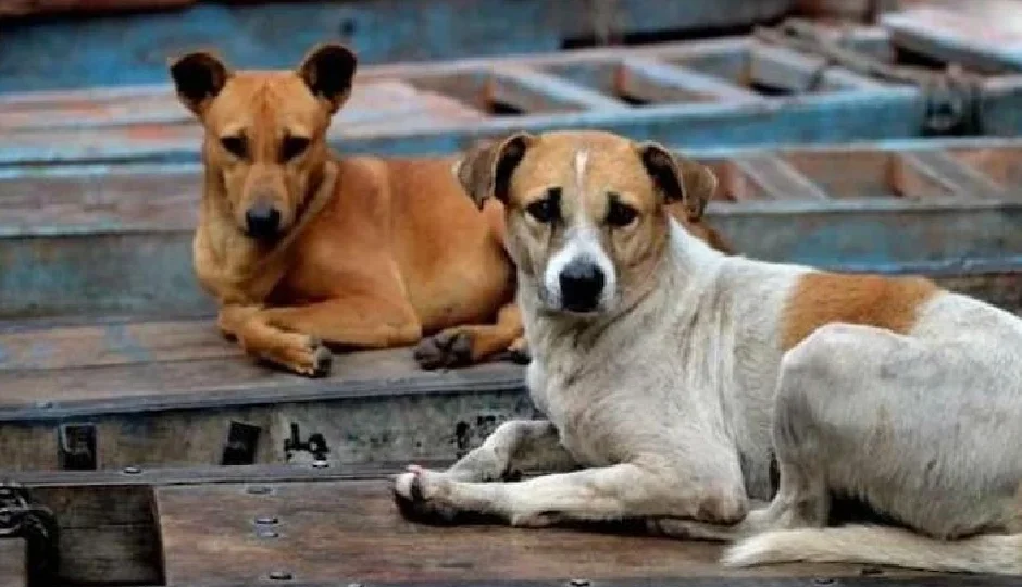 सुप्रीम कोर्ट ने आवारा कुत्तों के बढ़ते मामलों पर जताई नाराजगी, कहा – 'देश की छवि विदेशों में हो रही है खराब'