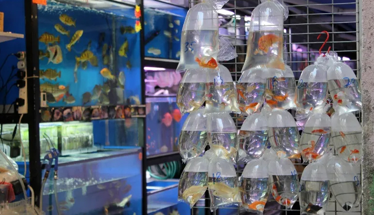 street markets of hong kong,hong kong,ladies market hong kong,flower market,bird market,gold fish market,jade market,temple street night market