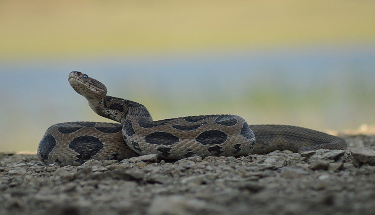 स्टडी में हुआ सर्प दंश को लेकर अनोखा खुलासा, जानें रोचक जानकारी 