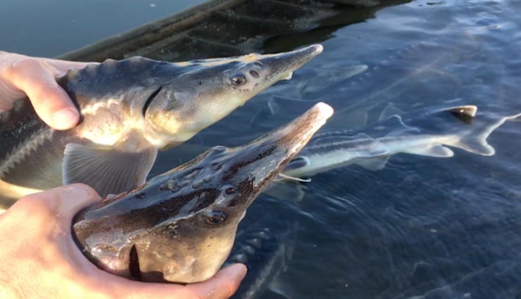 वैज्ञानिकों की गलती से बनी मछली की यह नई प्रजाति