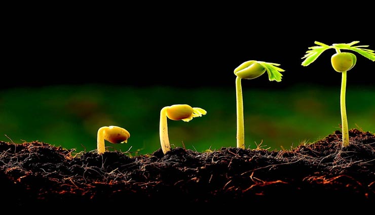 घर में लगे ये 5 पौधे लाते हैं सफलता और भाग्य, जानें इनके बारे में