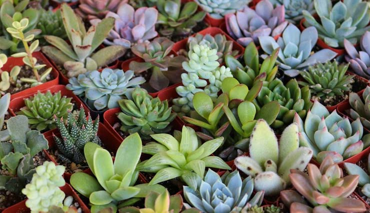 प्लांट्स से कुछ इस तरह सजाये घर household,decorate house,decorate house with plants,hanging plant,on watering plant,succulents,personalized plant,mug plant