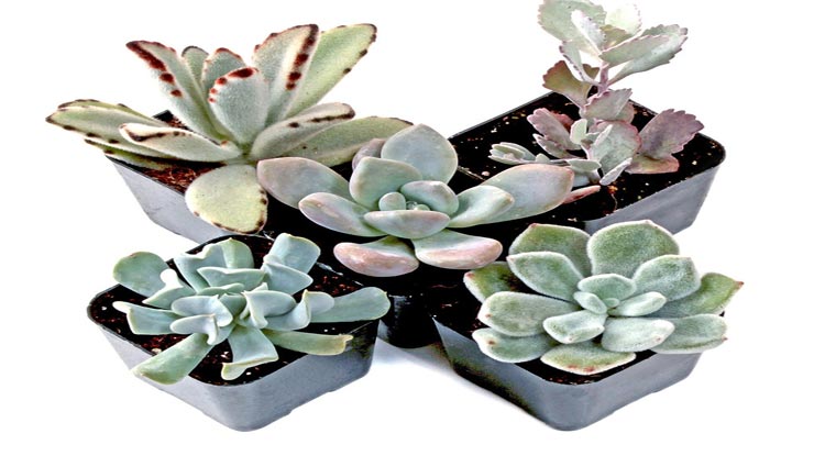 घर को सजाने में मददगार है प्लांट्स, ले इन तरीकों को काम में house decoration,decoration by plants,plants decoration,methods to decorate house