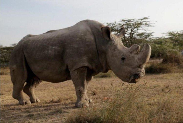 sudan,white rhino,sudan dies