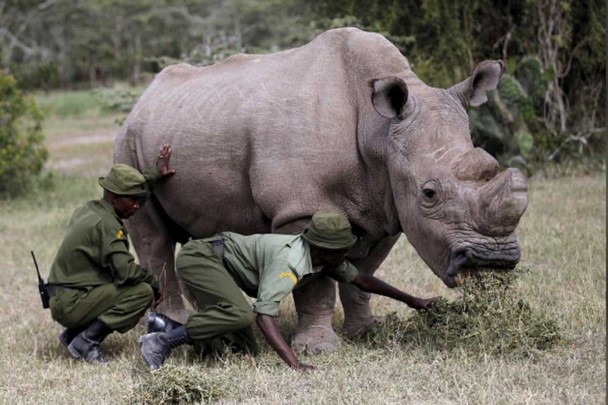 sudan,white rhino,sudan dies