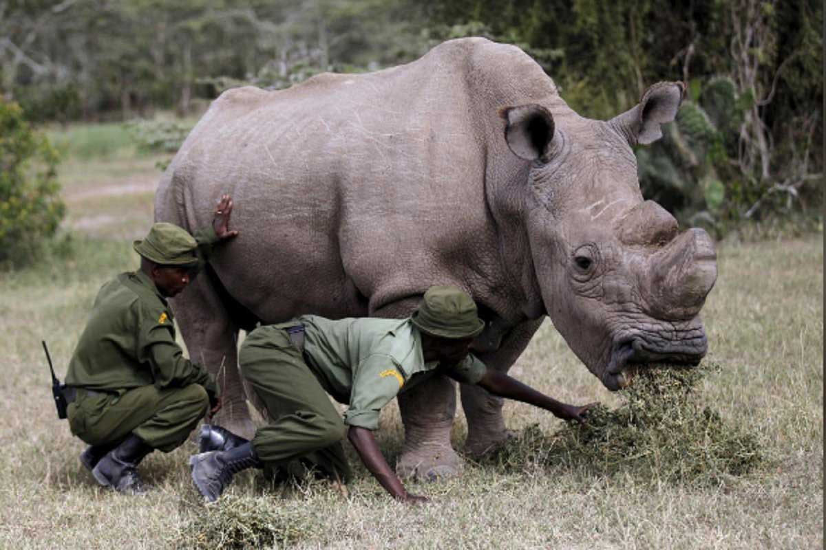 sudan,white rhino,sudan dies ,सूडान,सूडान की मौत