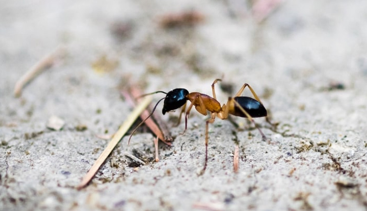 sugar ants,remedies to get rid of sugar ants,natural tips,kitchen care tips,household tips