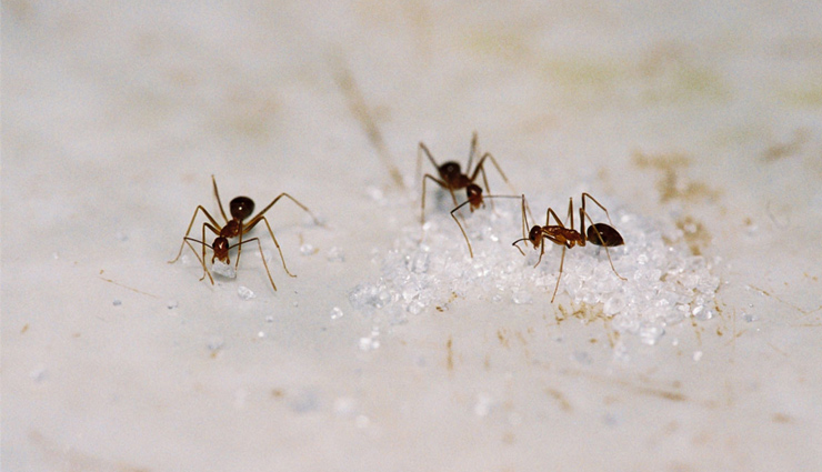 5 Natural and Easy Ways To Get Rid of Sugar Ants