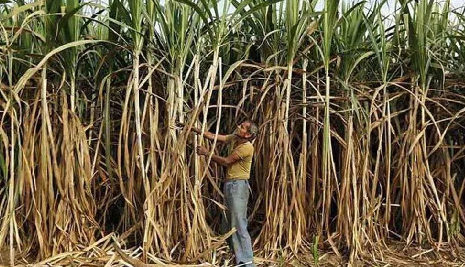 उत्तराखंड : गन्ना मूल्य में 30 रुपये प्रति क्विंटल की बढ़ोतरी, शासनादेश जारी उत्तराखंड : गन्ना मूल्य में 30 रुपये प्रति क्विंटल की बढ़ोतरी, शासनादेश जारी