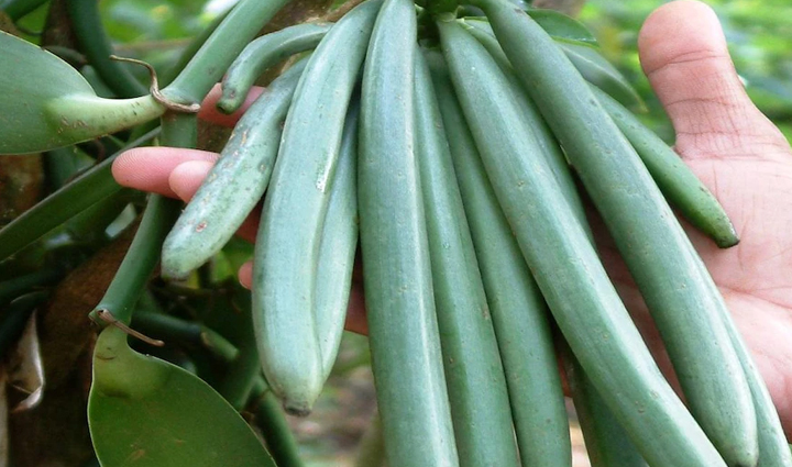 चीनी की जगह आजमा सकते हैं ये 8 बेहतर विकल्प, स्वाद और हेल्थ दोनों होंगे बेहतर sugar alternatives,healthy sweeteners,natural sugar substitutes,low-calorie sweeteners,sugar-free options,better alternatives to sugar,taste and health-friendly sweeteners,alternatives for a healthier lifestyle,cutting down on sugar tips,sweeteners for improved well-being,healthier sugar choices,natural sweeteners for taste and health,sugar replacement options,reduced-sugar diet tips,lifestyle choices for sugar reduction,sweetening without sacrificing health,guilt-free sweetening options,balancing taste and health in sweeteners,mindful sweetening alternatives,health-conscious sugar choices,plant-based sweeteners,sugar reduction strategies,healthy baking alternatives,low-glycemic sweeteners,choosing natural sweeteners,mindful eating with sweet substitutes,artificial sweetener alternatives,sweetening without added sugars,guilt-free dessert options,sugar-free lifestyle tips,diet choices for taste and health,smart sweetening choices