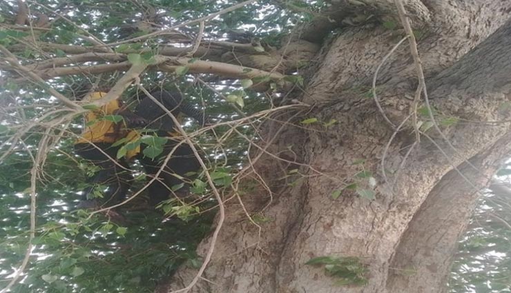 सवाई माधेापुर : आमेर से चौथ के बरवाड़ा पहुंच प्रेमी जोड़े ने फंदा डाल एकसाथ किया सुसाइड