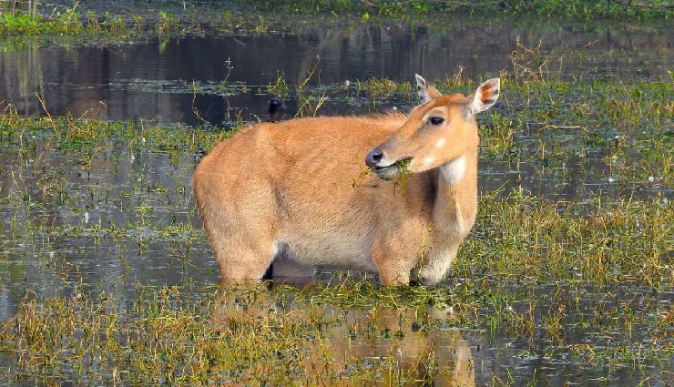 india bird watching,bird species in india,bird sanctuaries india,national parks india,birding destinations india,great indian bustard,siberian crane,bharatpur sanctuary,endangered birds india,himalayan birds,bird watching tours india,ornithology india,bird habitats india