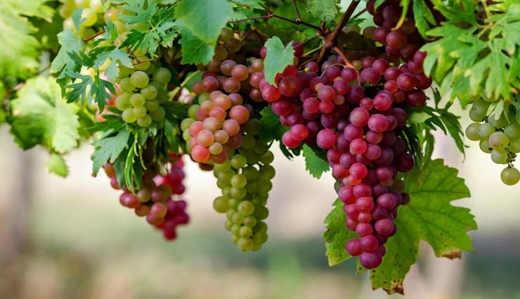Health tips,health tips in hindi,summer health tips,grapes health benefits