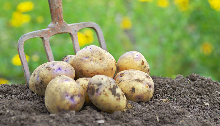 natural vinegar,tomato juice,herbal tea,potato,witch hazel,home remedies,home remedies for excess sweating,sweating remedies,Health tips,fitness tips