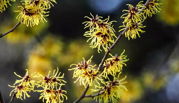 natural vinegar,tomato juice,herbal tea,potato,witch hazel,home remedies,home remedies for excess sweating,sweating remedies,Health tips,fitness tips