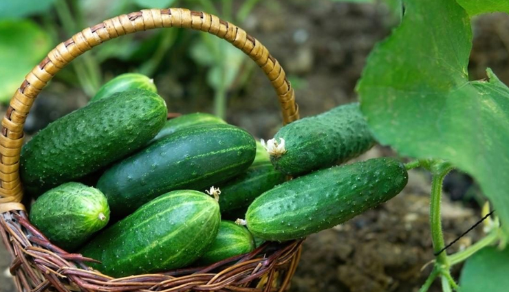 home remedies to treat sunburn,sunburn skin care tips,beauty tips