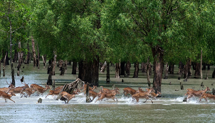 largest forests in the world,worlds biggest forests,top 10 largest forests,giant forests on earth,biggest woodland ecosystems,vast forested regions,earths grand forests,largest forested areas,forest biomes worldwide,expansive woodland landscapes