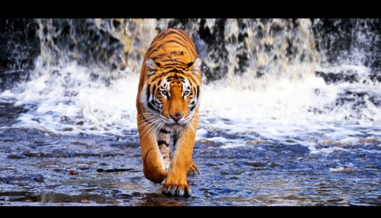 sundarbans national park,darjeeling,cooch behar,bishnupur,mandarmani,places to visit during diwali near kolkata,diwali special,diwali special 2017