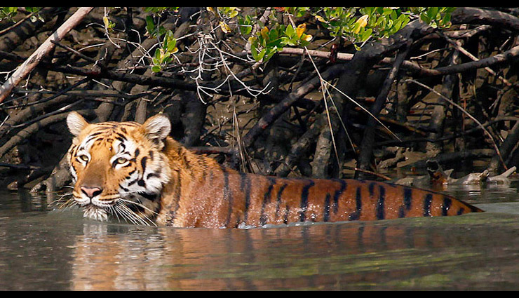 wildlife sanctuaries in india,wildlife sanctuaries to visit in winters,winter holidays destinations,winter holidays