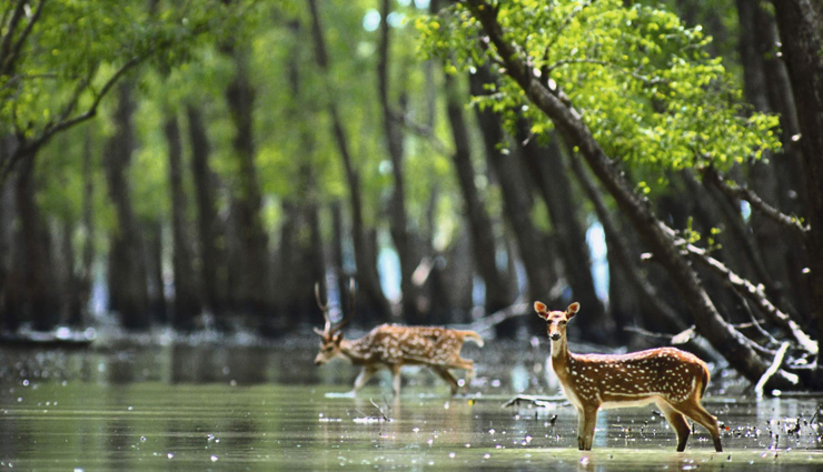 wildlife reserves to visit in india,reserves to visit in india,gir national park,kanha tiger reserve,sundarbans national park,mahatma gandhi marine national park,balpakram national park,kaziranga national park,travel,india travel,holidays,travel guide,india tourism