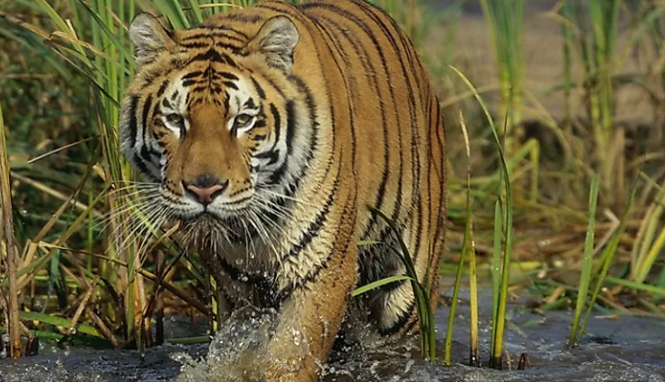 unesco world heritage national parks india,indian unesco heritage sites,explore national parks in india,top national parks for unesco in india,conservation areas in india,biodiversity hotspots india,best nature reserves india,wildlife sanctuaries india,ecotourism in india,historical national parks india